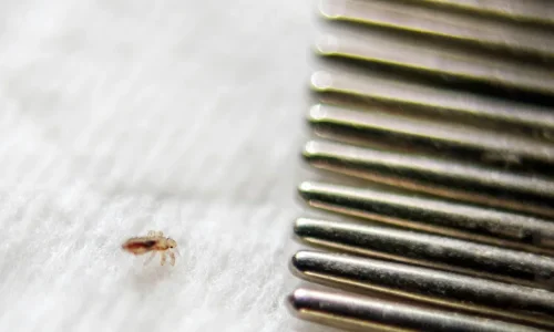 أهم تأويلات ابن سيرين لتفسير رؤية القمل الكثير في المنام للمتزوجة