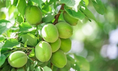 تعرف على تفسير رؤية المشمش الاخضر في المنام لابن سيربن