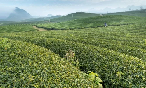 أهم 20 تفسير لرؤية المزرعة في المنام للحامل لابن سيرين