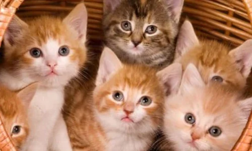 تعرف على أهم التأويلات التي ورد ذكرها عن تفسير حلم القطط الصغيرة الملونة للمطلقة