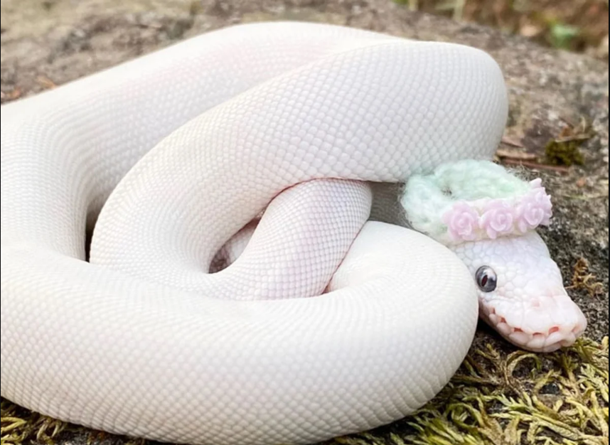 رؤية الافعى في المنام وما تفسير رؤية الافعى السوداء في المنام للعزباء؟