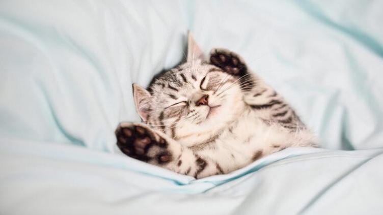 تفسير القطط في المنام وما هو تفسير هجوم القطط في المنام؟