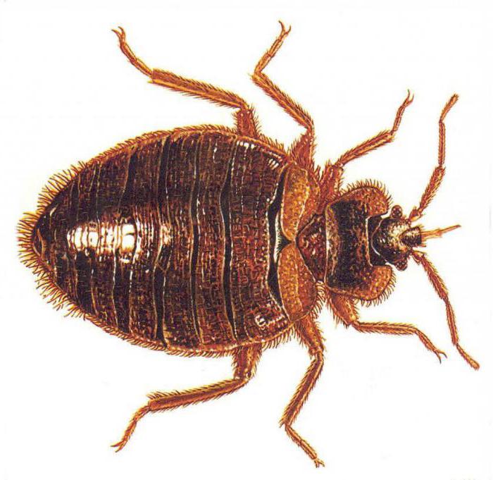 علاج البق بالقرآن الكريم وهل حشرة البق حسد؟