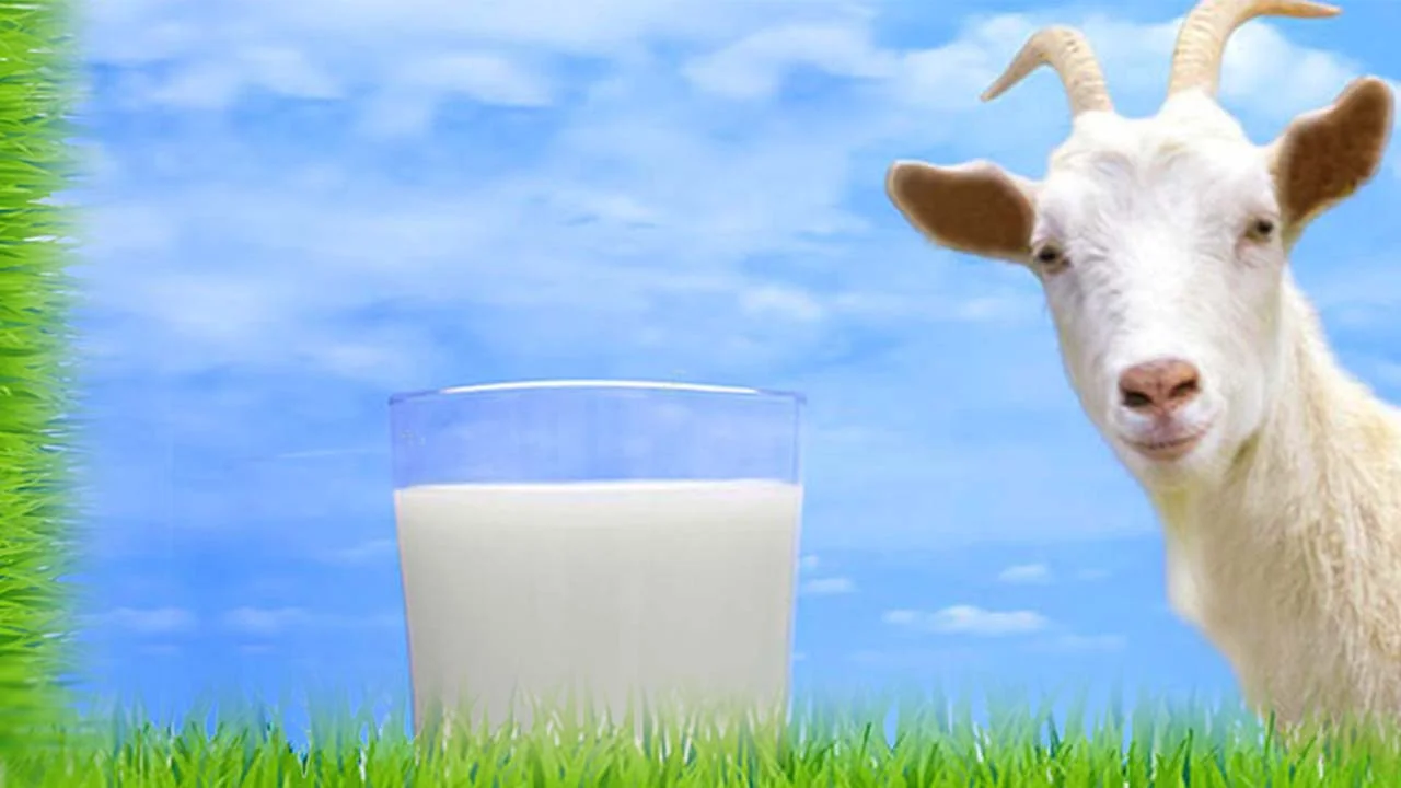 حليب الماعز وفوائده لكبار السن