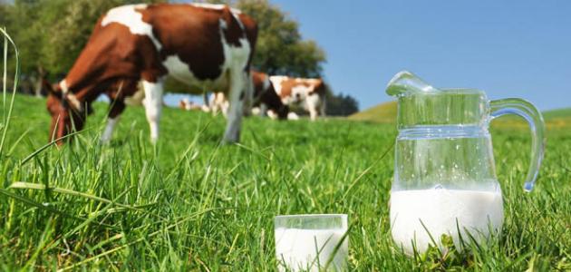 لبن البقر وفوائد حليب البقر للمعدة