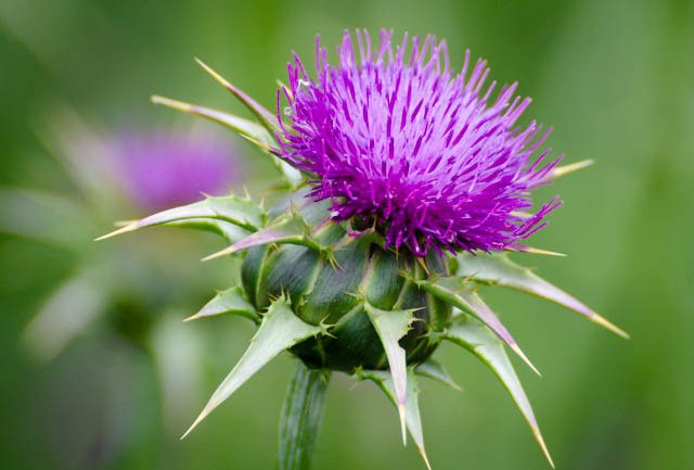 تعرف على تفسير حلم الأشواك في المنام لابن سيرين