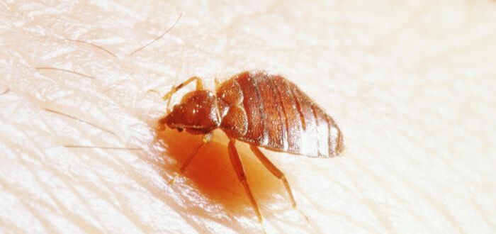 القضاء على البق بالملح واهم خبرات الناس في القضاء على البق