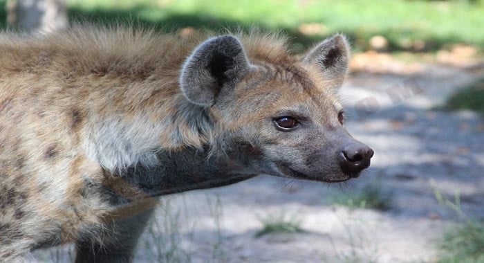 تفسير حلم الضباع وتفسير حلم مسك الضبع