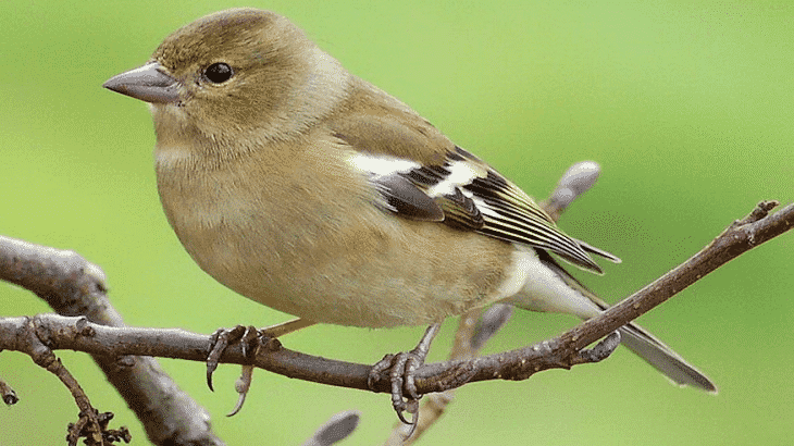 تفسير حلم العصفور وهروب العصفور من القفص في المنام