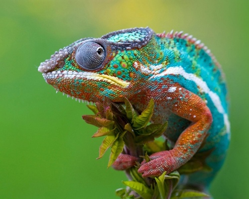 الحرباء في المنام والخوف من الحرباء الخضراء في المنام للعزباء
