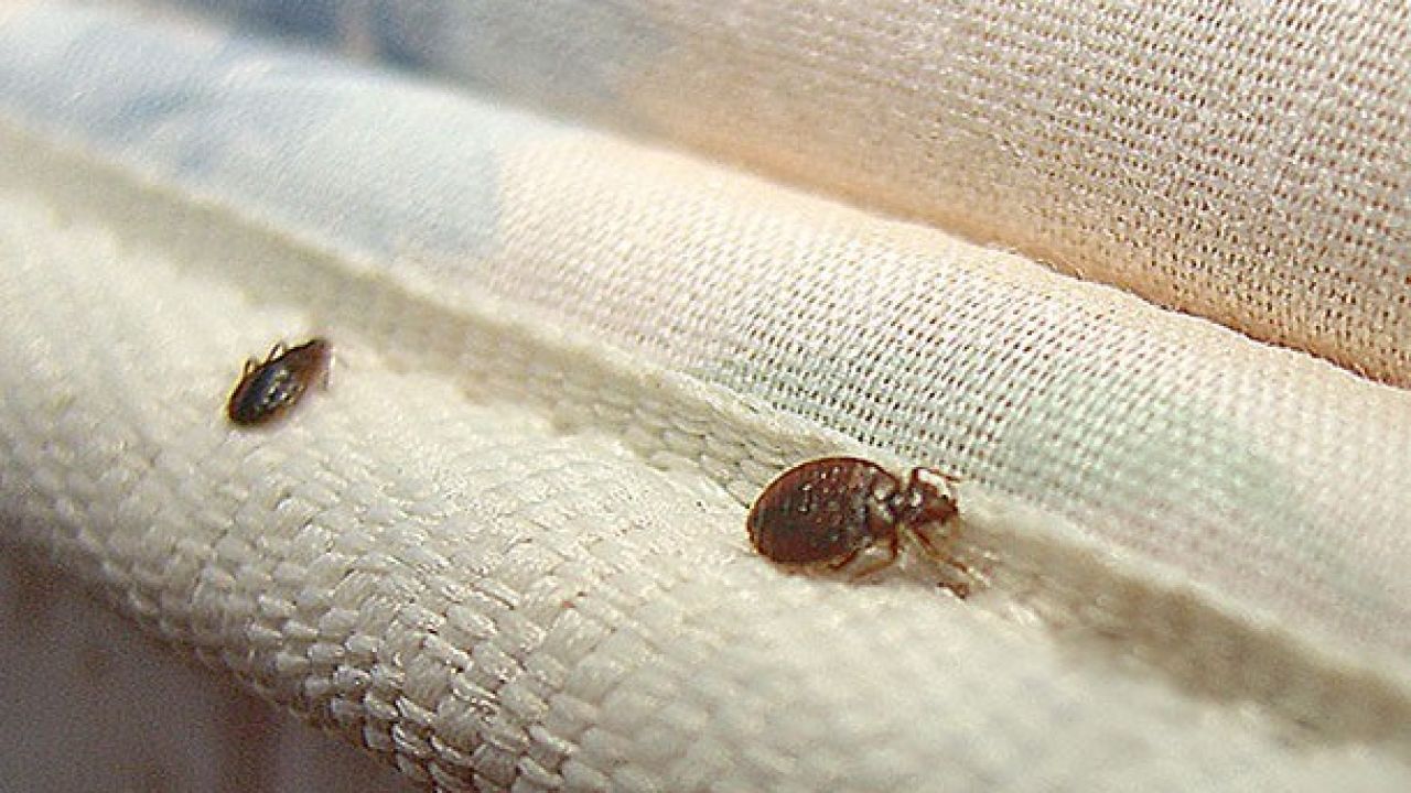 قاتل البق وهل البق يموت من الشمس؟