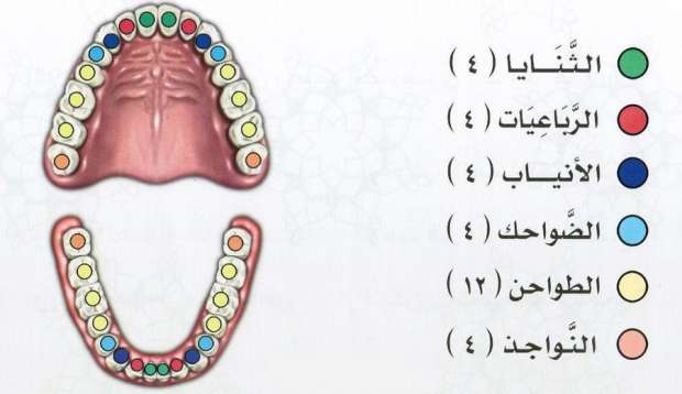 تفسير حلم سقوط السن وما تفسير حلم سقوط الاسنان الامامية العلوية؟