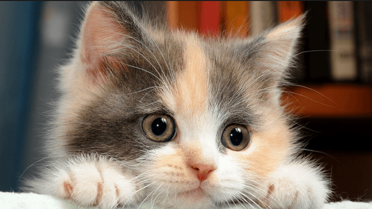 عض القطط في المنام وما هو تفسير حلم قطة تهاجمني وتعضني؟