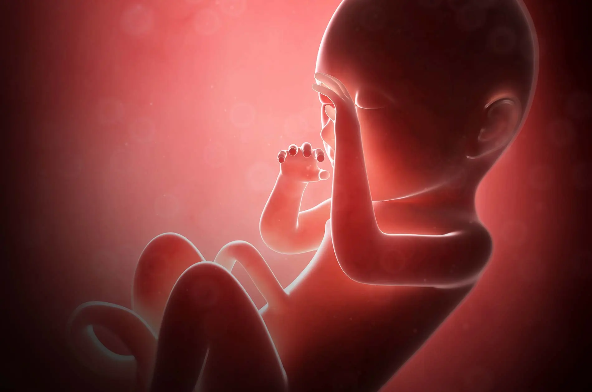 متى يسقط الجنين بعد توقف نبضه؟