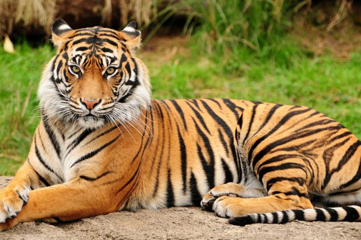 النمر في المنام للعصيمي وما معنى رؤية نمر صغير في المنام؟