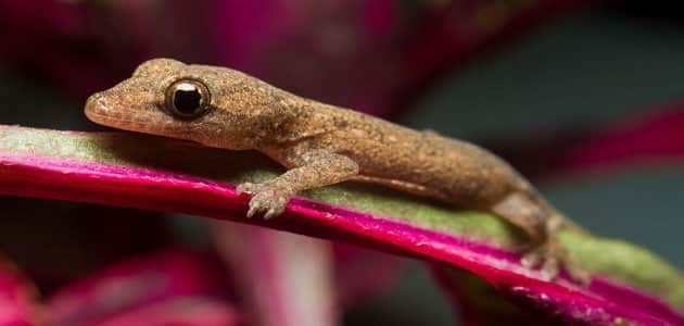 رؤية البرص فى المنام وما تفسير رؤية برص كبير في المنام؟