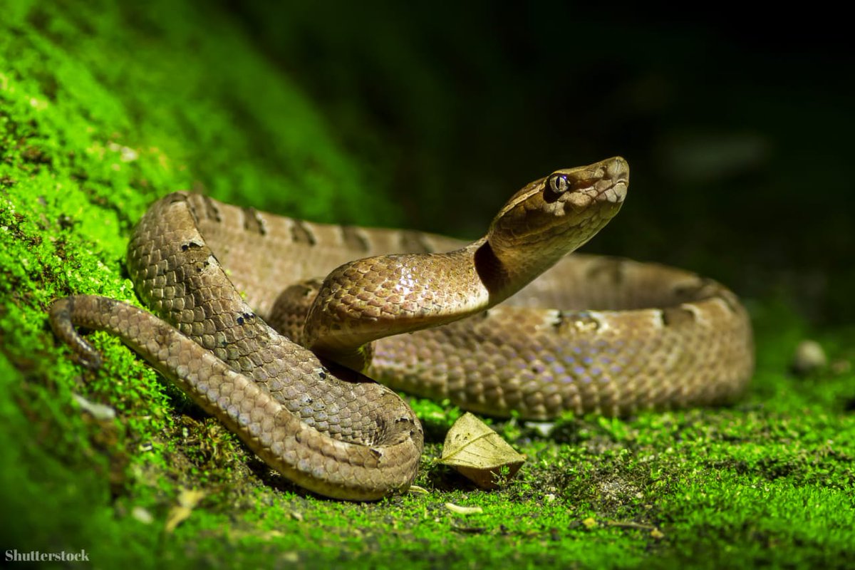 7 دلالات لرؤيا قتل الثعبان في المنام لابن سيرين تعرف عليهم بالتفصيل